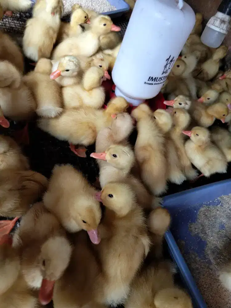 Bebek Peking - DOD peking - anak bebek peking