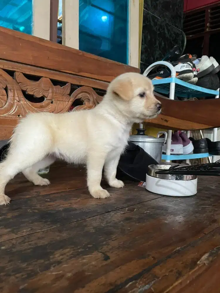 Puppy husky mix golden