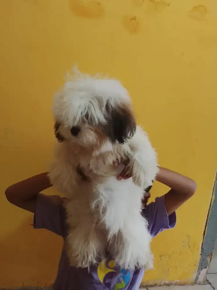 Shih Tzu Female dan Poodle Female