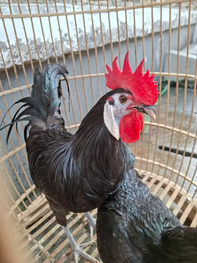 AYAM HIAS/AYAM BADUT/AYAM WHITE FACE SPANISH SEPASANG