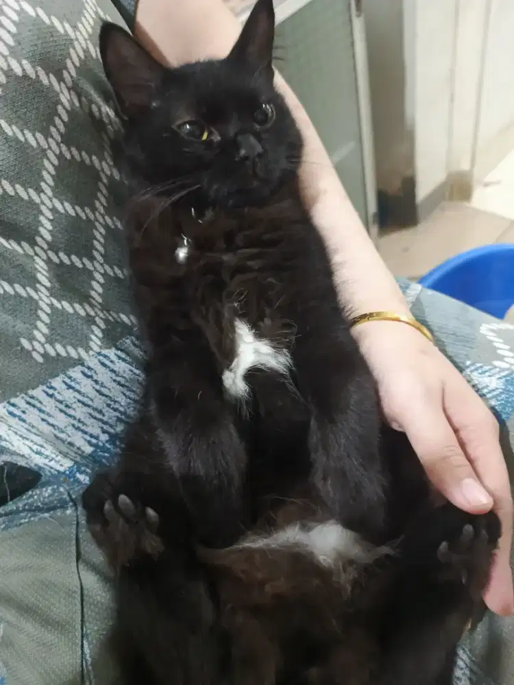 kucing persia anggora betina nama: oreo