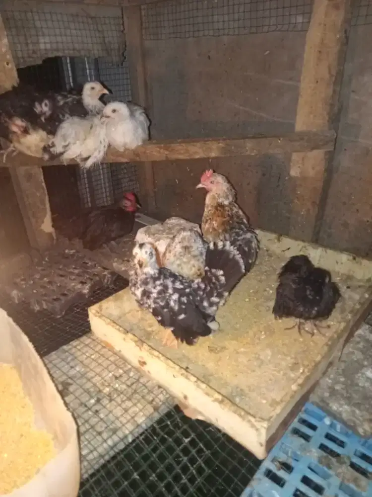 Kate lepas murah meriah