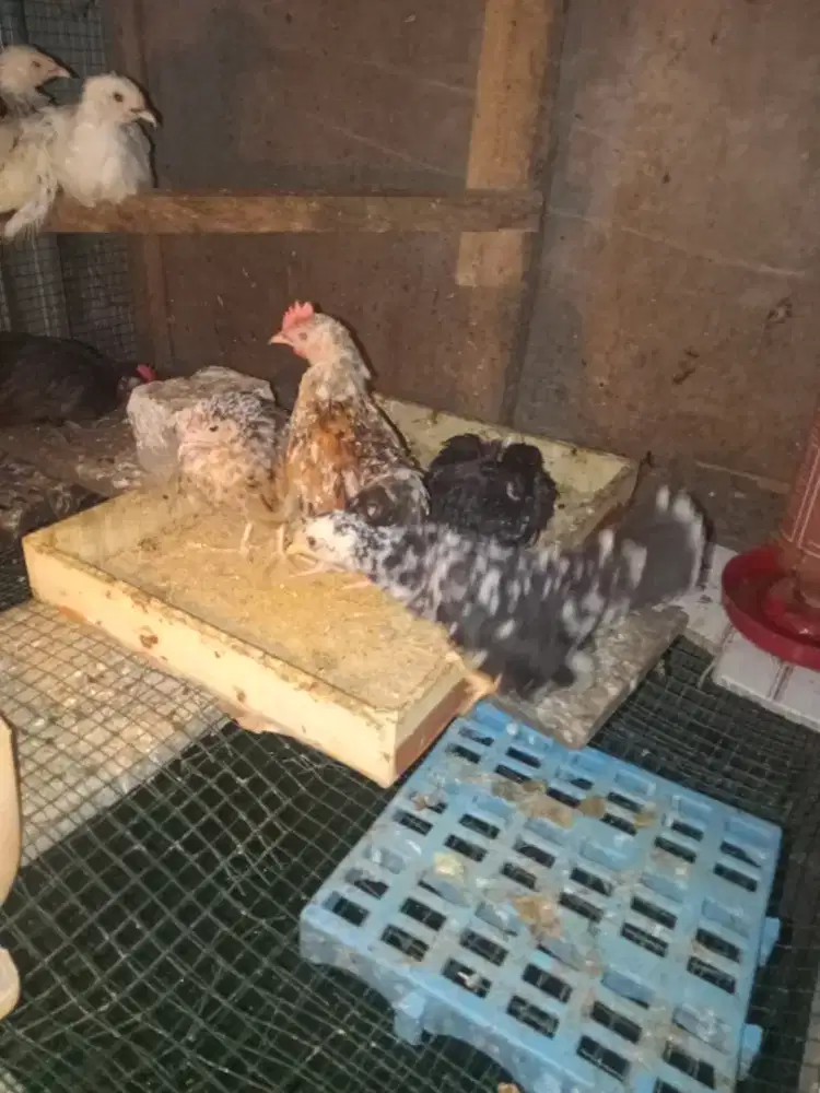 Kate lepas murah meriah