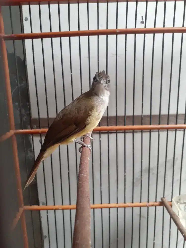 burung cucak jenggot