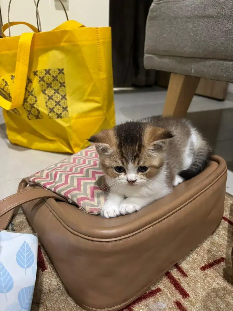 Kitten british short hair bicolor golden