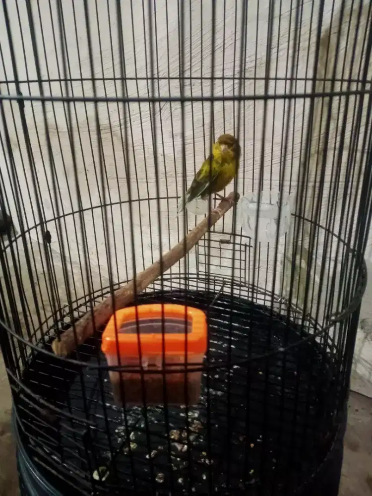 Kenari pejantan bulu baru kuku bengkok 3