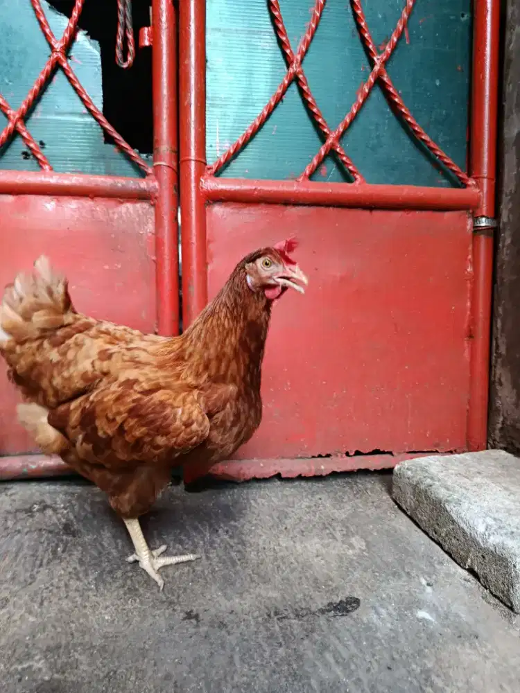 Ayam Petelur Siap Produksi