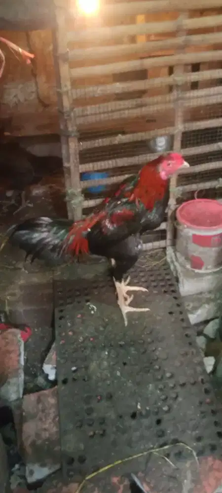 Jual cepat ayam bngkok birgoun