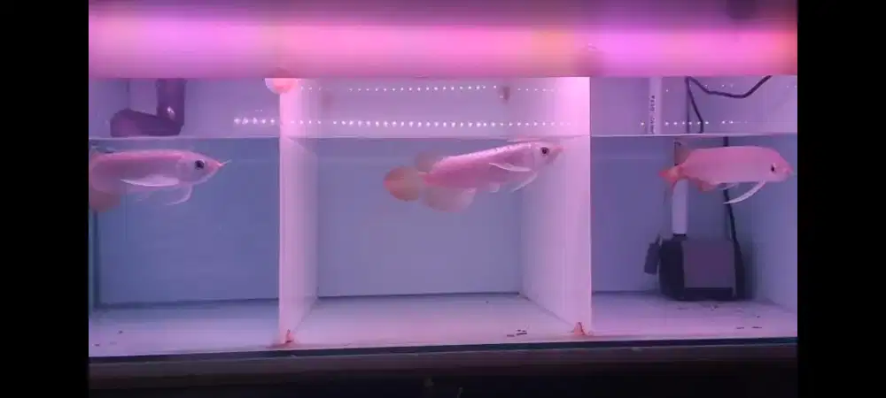 Arwana Arowana super red -+25cm