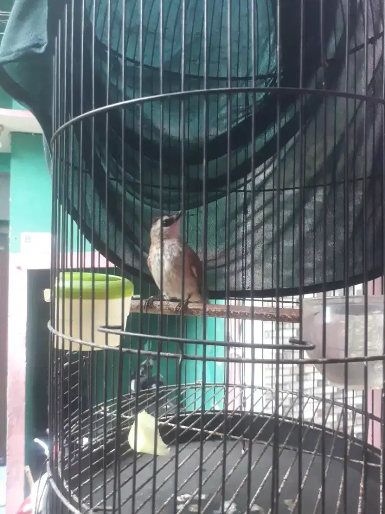 burung trucuk fulset kandang besi