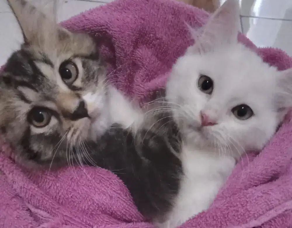 kitten anggora sisa 2 ekor