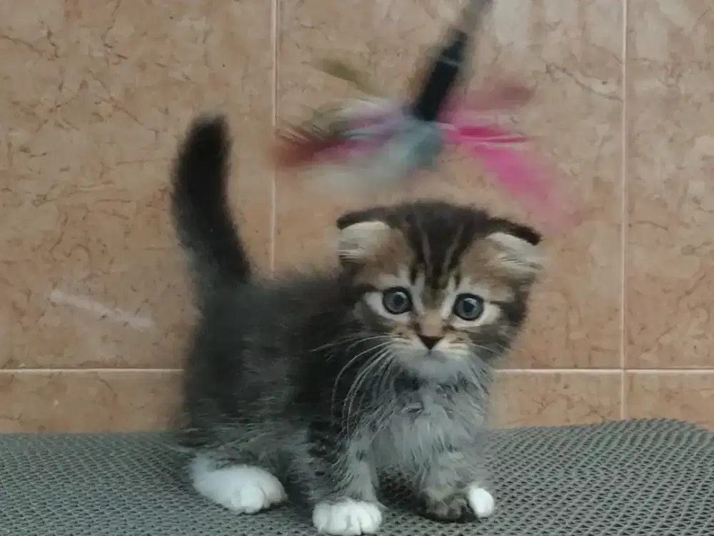 Kitten Munchkin gaelic fold jantan