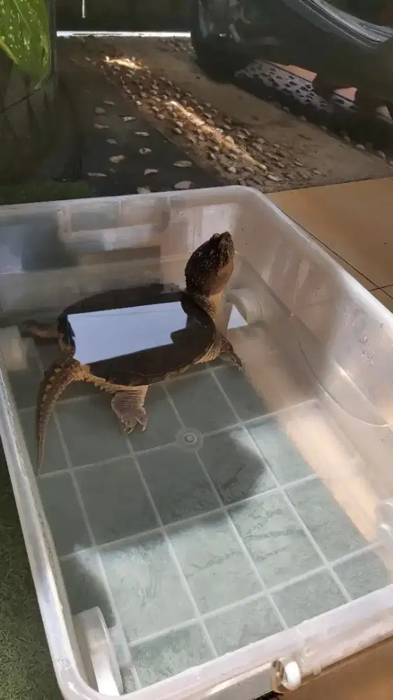 Kura kura  CST (Common snapping thutrle)