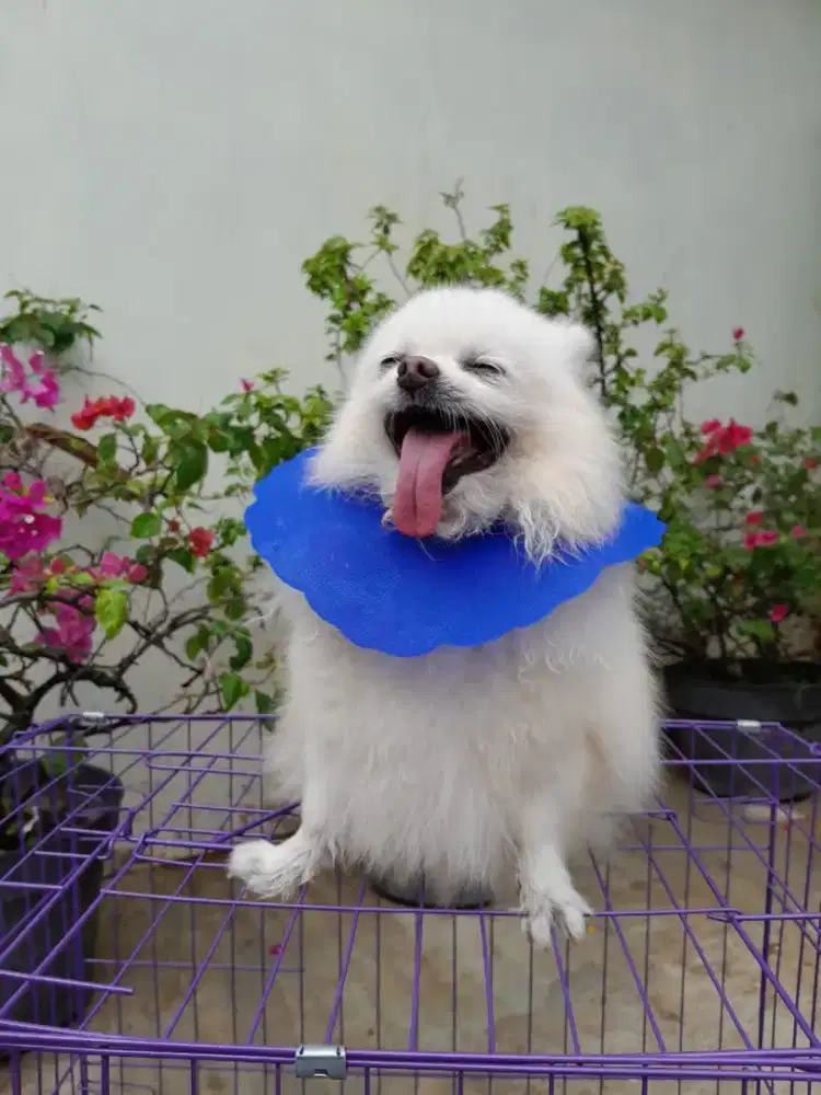 super minipom super minipom