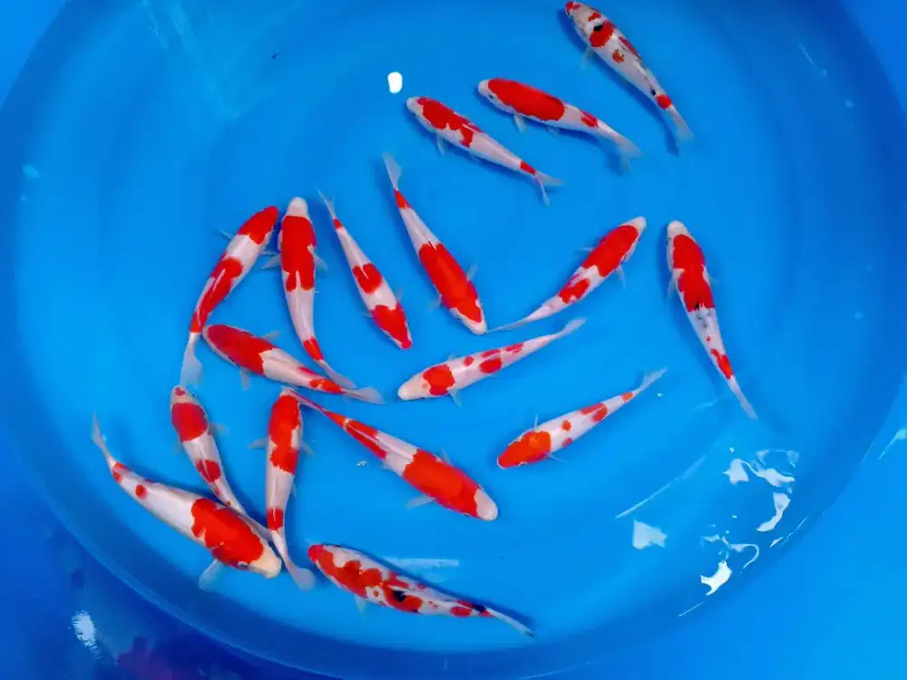 Paket Koi Kohaku Sanke