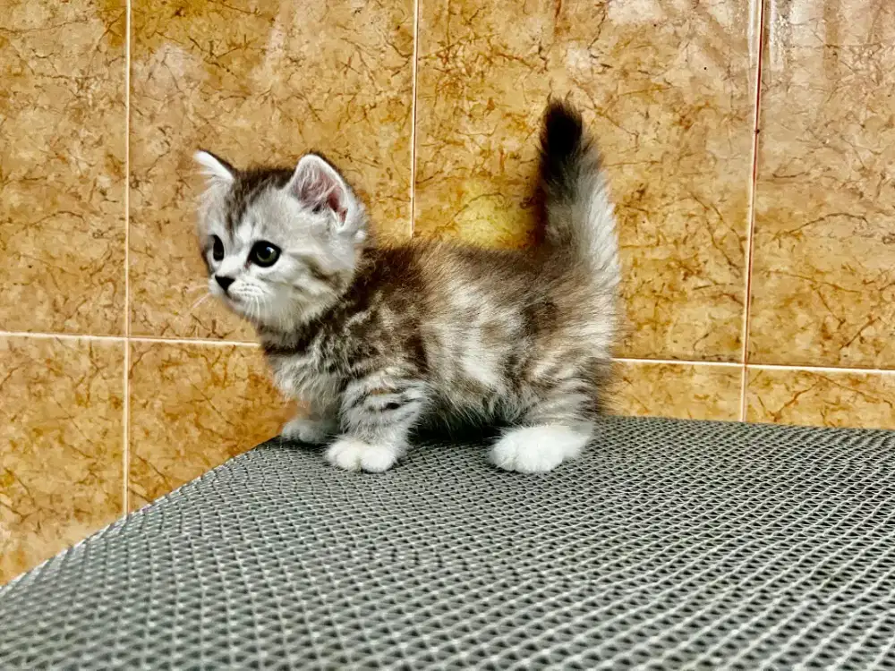 Kitten Munchkin gaelic straight betina