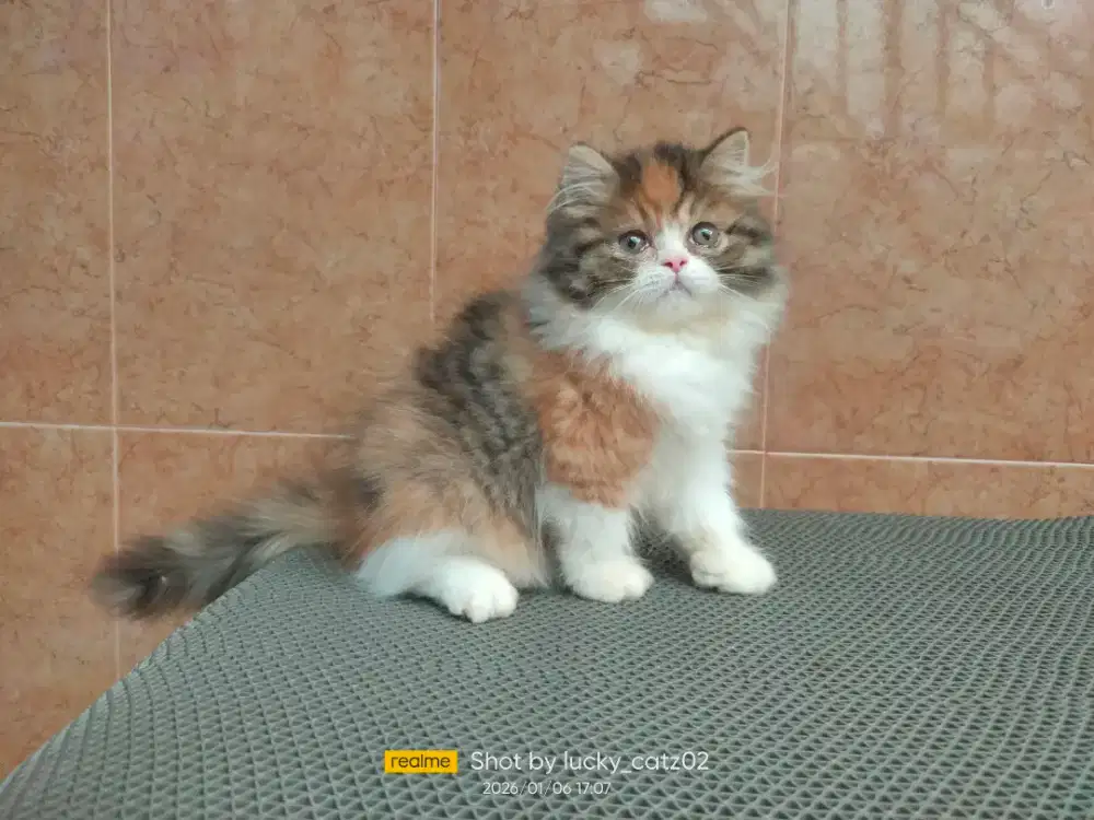 Kitten Persia flatnose/ Munchkin gaelic Ns betina