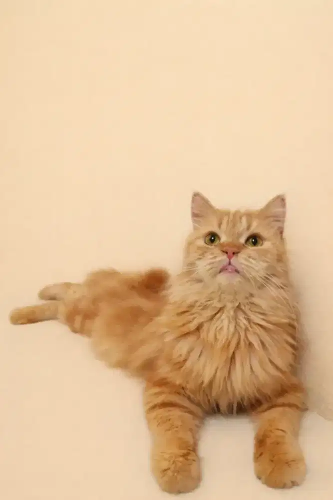 Kucing Persia betina bigbone