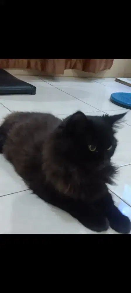 kucing Persia murni