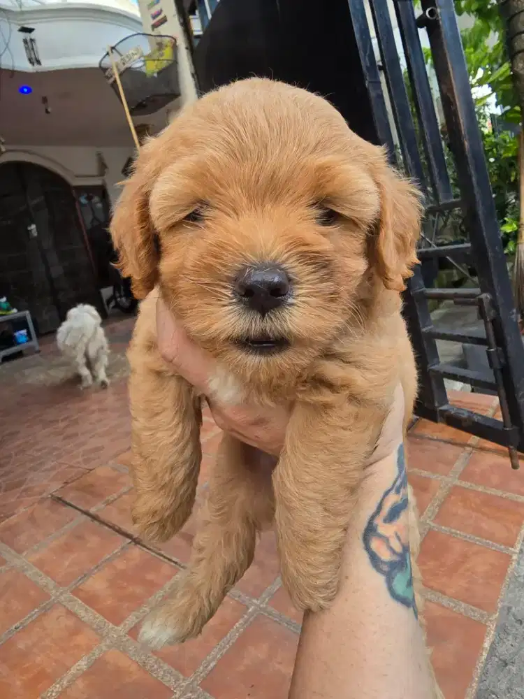 PUPPY MIX POODLE