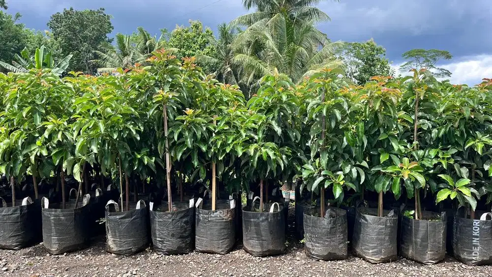 Bibit Alpukat Miki, Bibit Alpukat Miki Cipedak