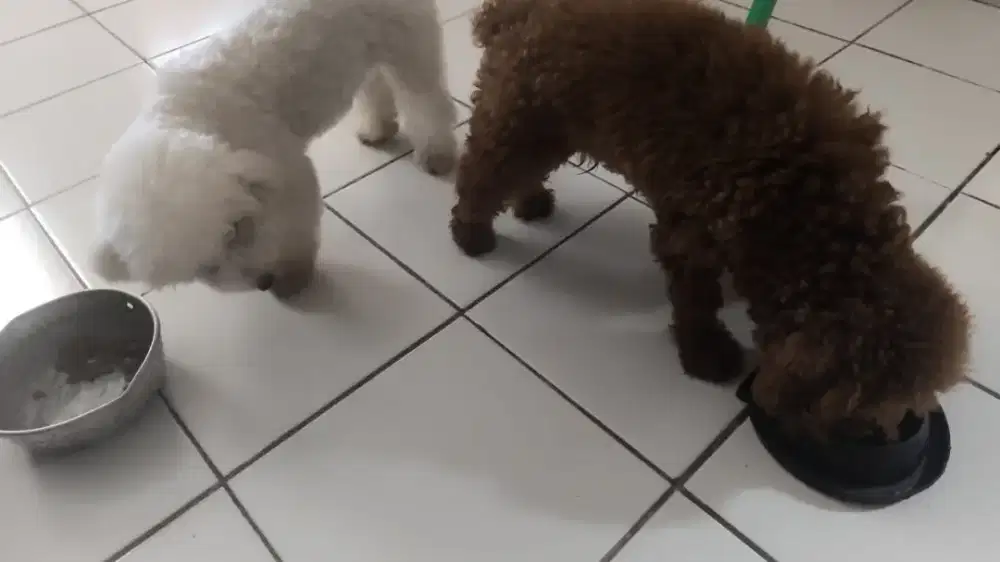 Sepasang poodle pure