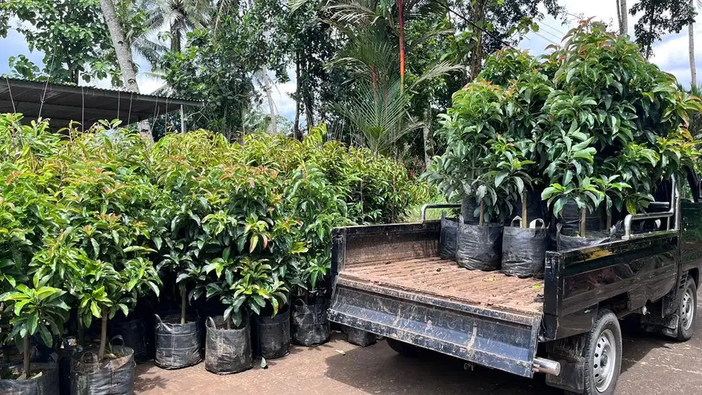 Bibit Alpukat Aligator Mitra Bibit Purworejo