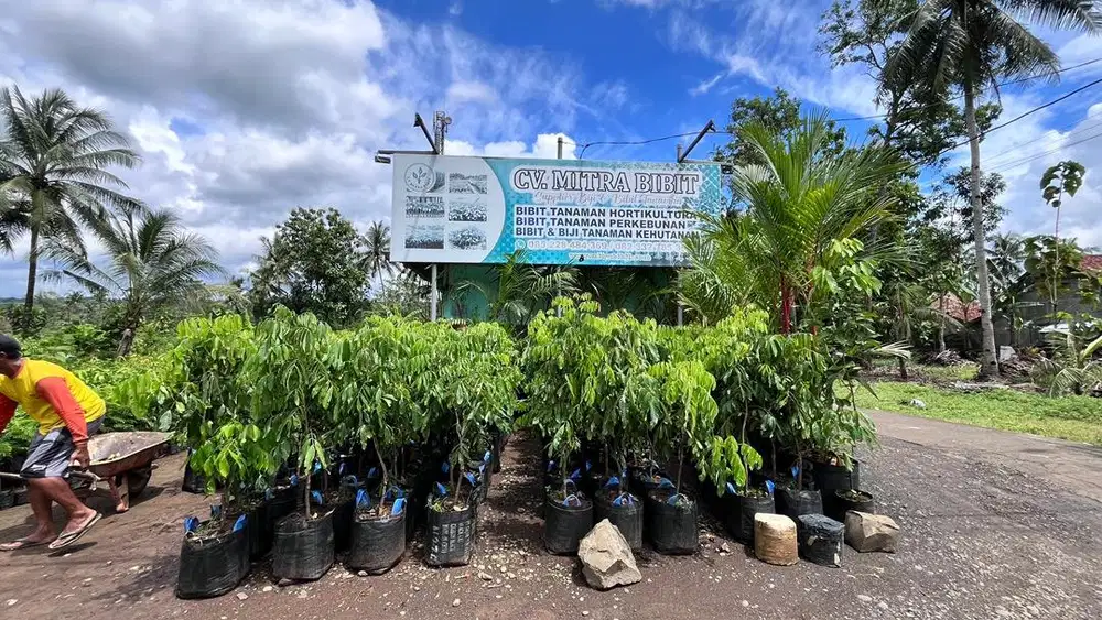 Bibit Alpukat Kelengkeng New Kristal Mitra Bibit Purworejo