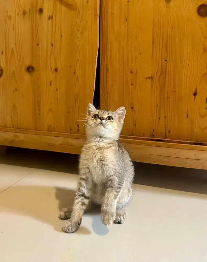 Kitten British Shorthair BSH Golden Betina