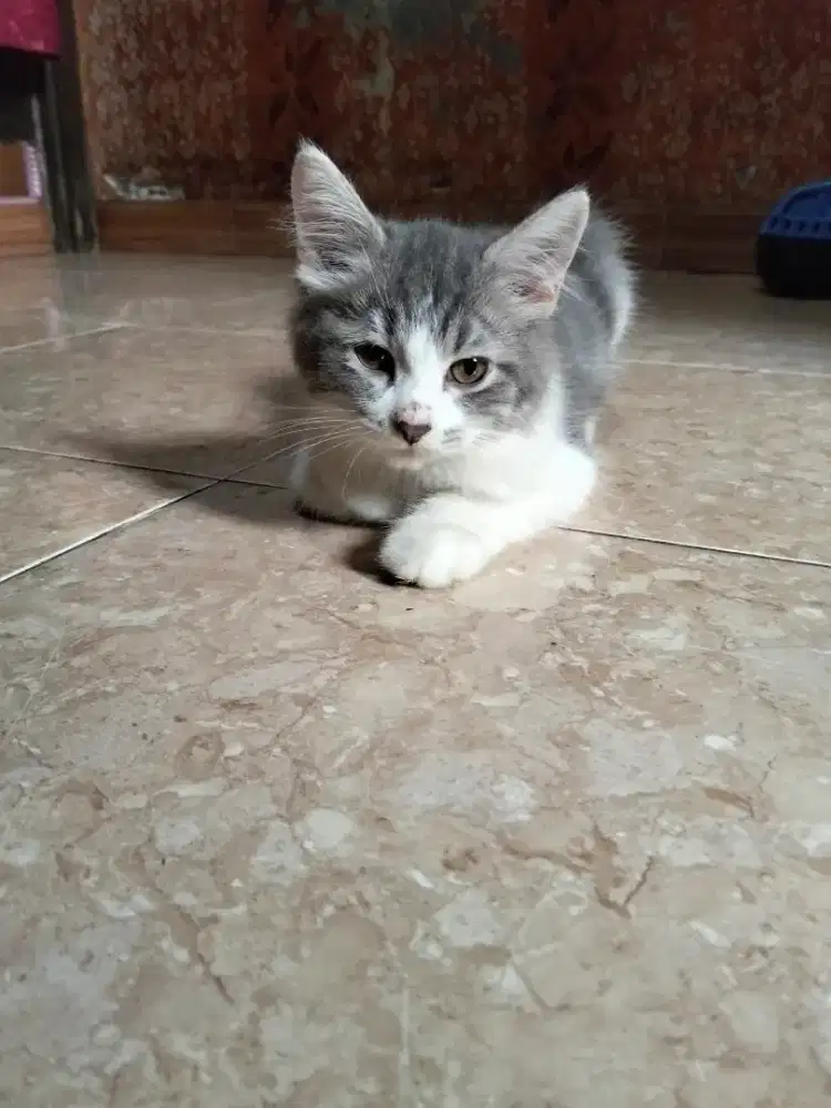 Anakan persia jantan