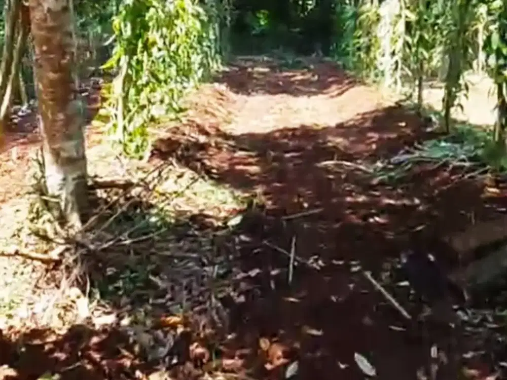 Jual Cepat Tanah Kebun Durian & Panili di Serang, Sudah Sering Panen