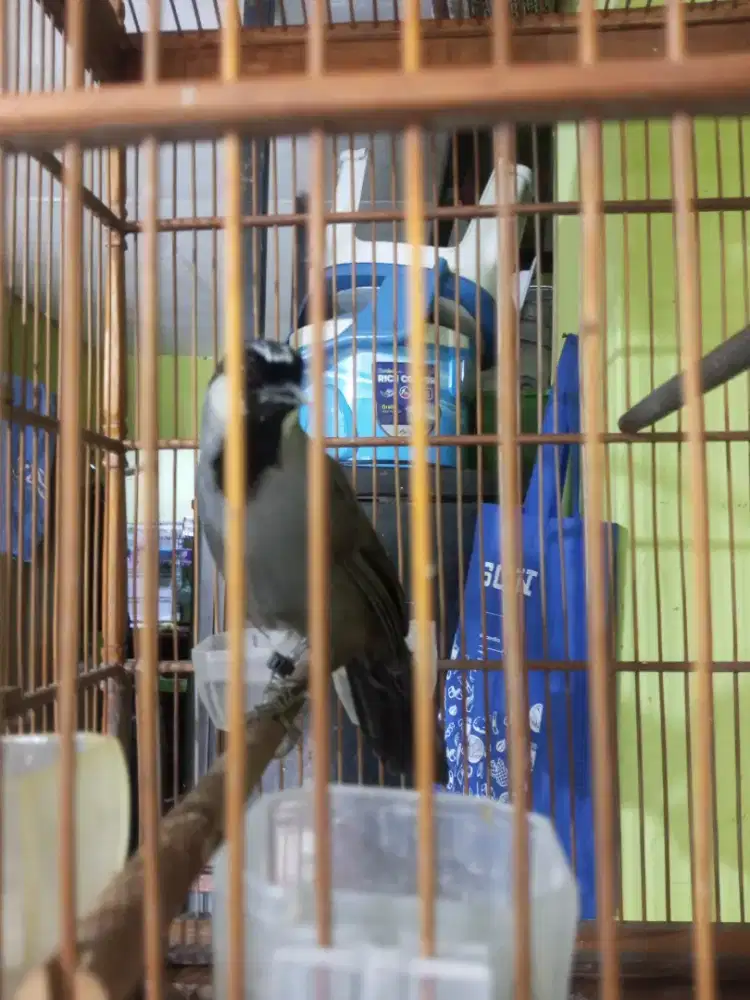 Burung poksay gacorrr muluss