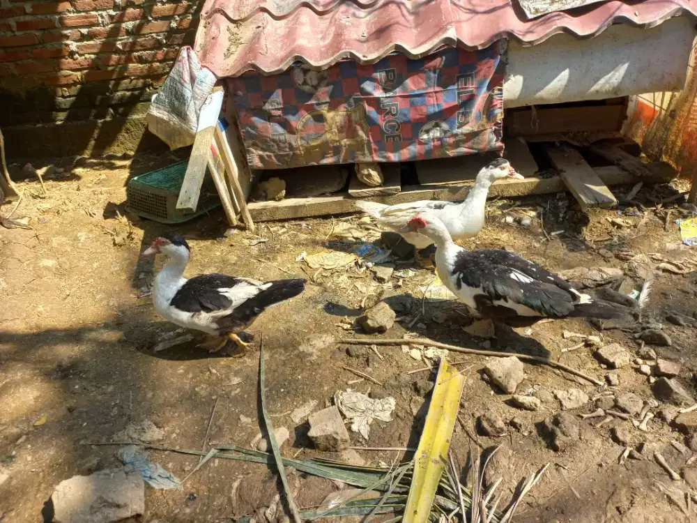 Bebek entok/itek serati