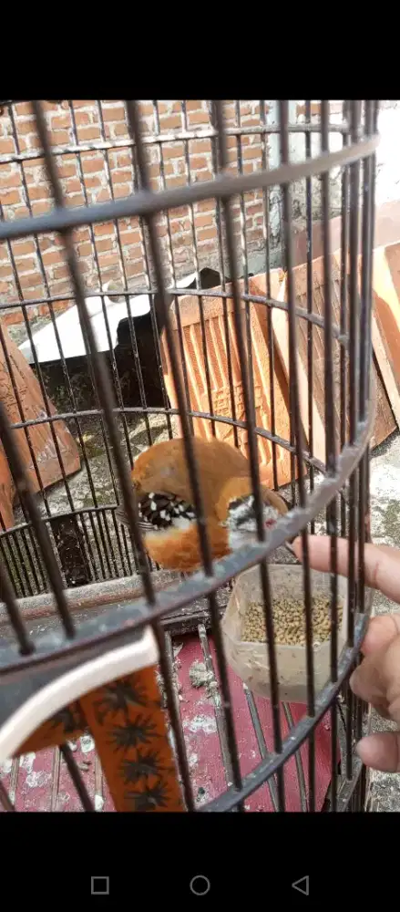 Burung anis cendana gacorr mulusss