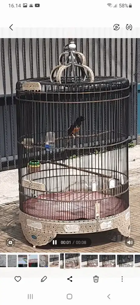 Murai medan gacor fighter