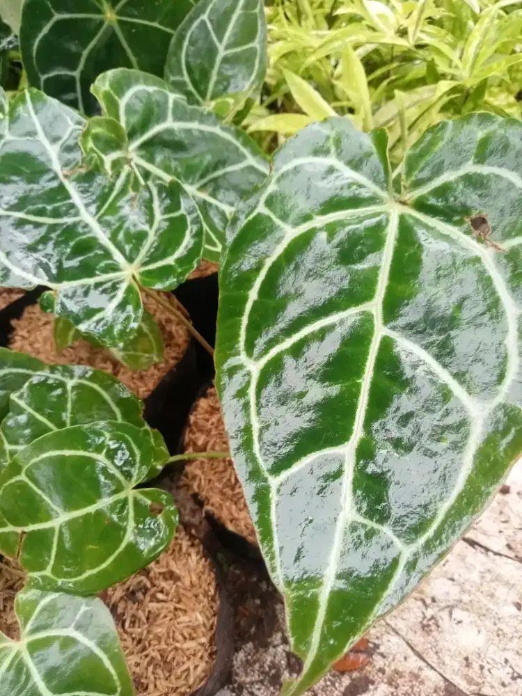 Jual pohon kuping gajah