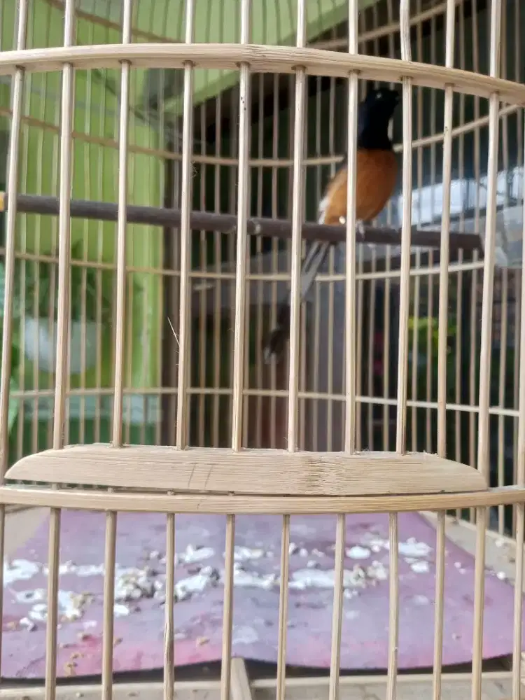 Burung murai gacorrr muluss