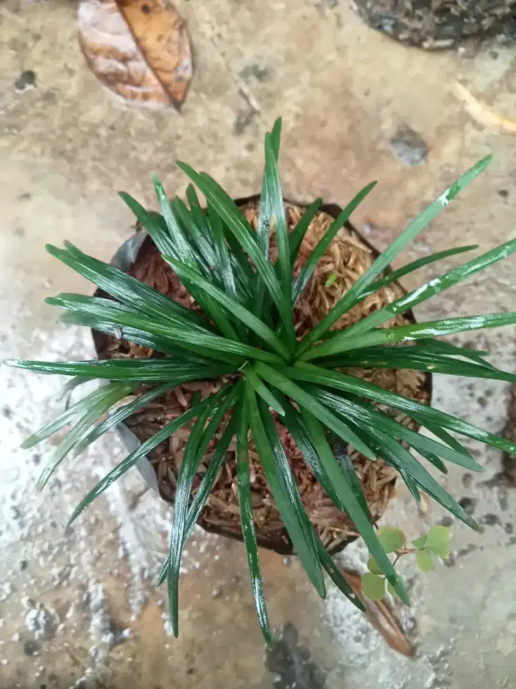 Jual pohon kucai mini