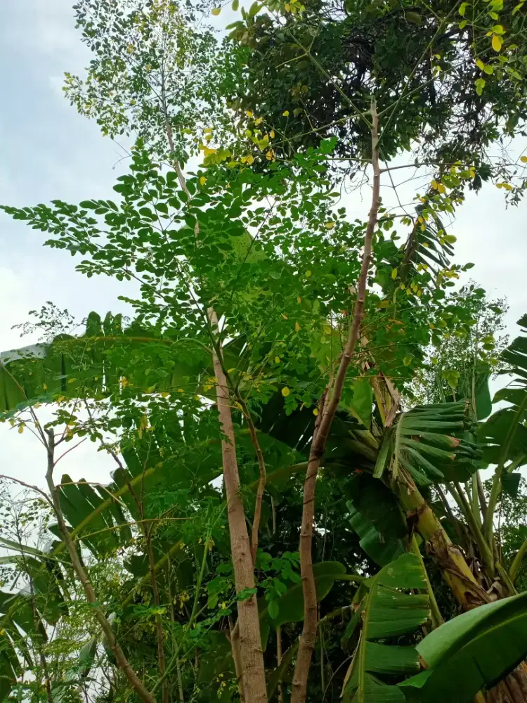 Daun kelor segar 500gr