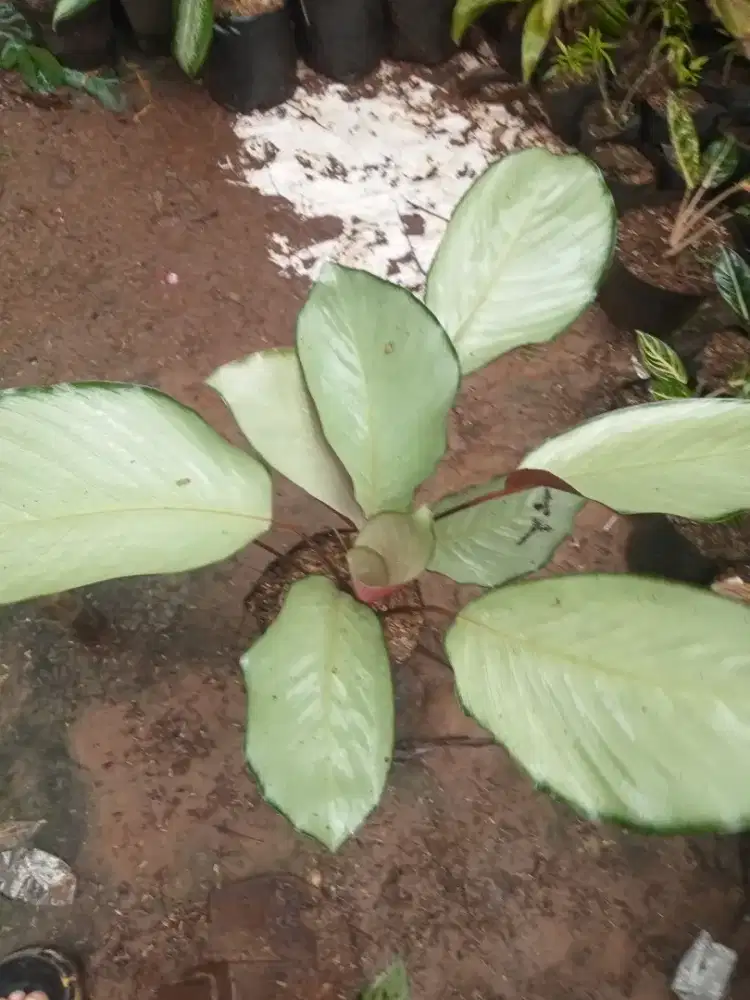 Jual pohon kalatea silver