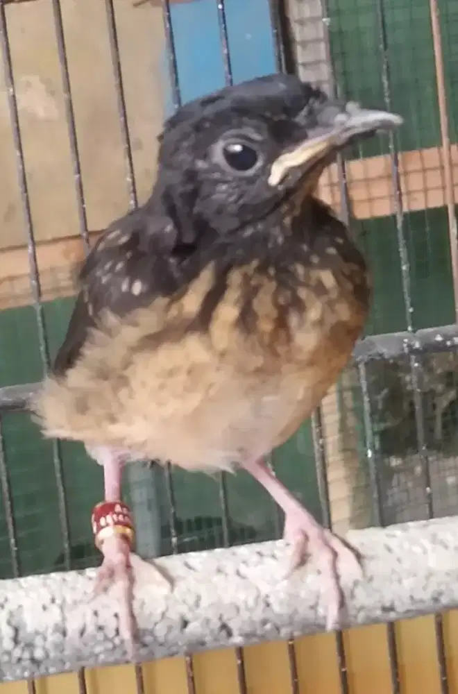 murai batu trotol jantan