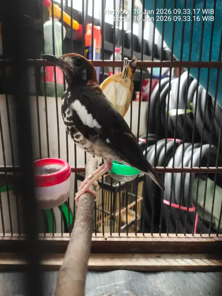 Burung anis kembang ring gatot turen posisi ngurak.fulset