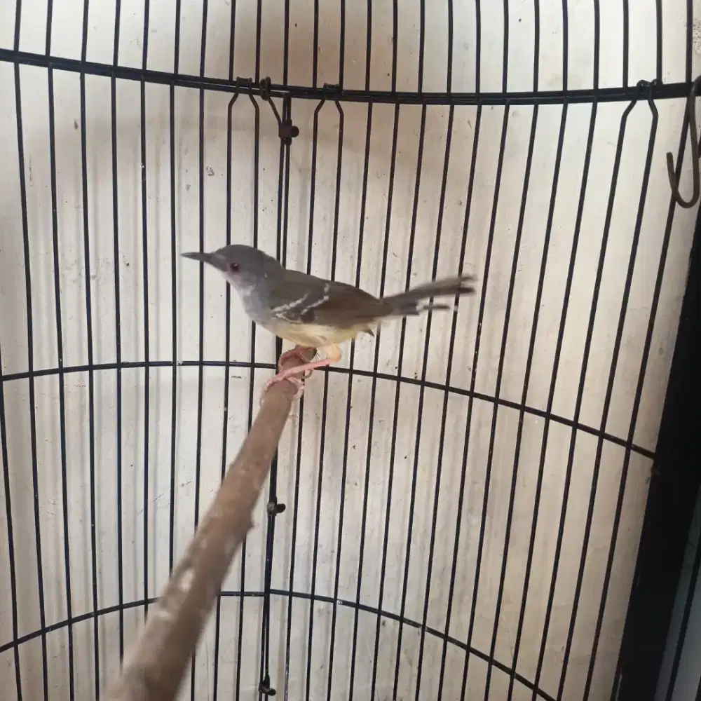 Ciblek gacor poor total TT kenari betina