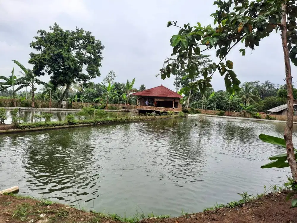 Dijual Tanah Kolam Ikan dan Sawah