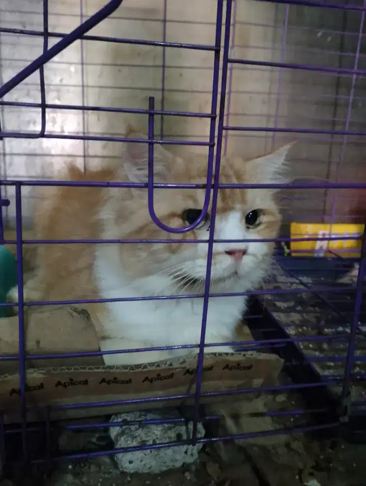 Kucing Persia sepasang