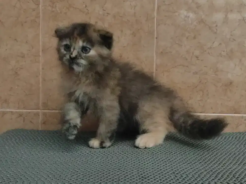 Kitten scottish fold/ Munchkin gaelic Ns betina