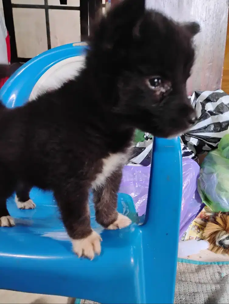 Baby herder sama hasky jantan betina