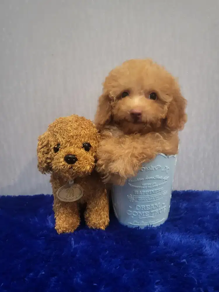 Super gembul tiny toy poodle