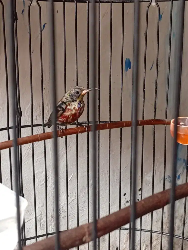 Konin trotol ori natuna