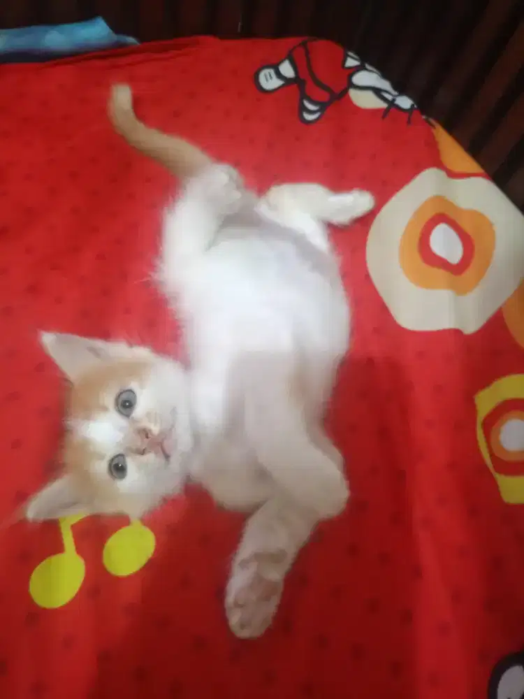 Anak kucing putih belang oren,emak calico